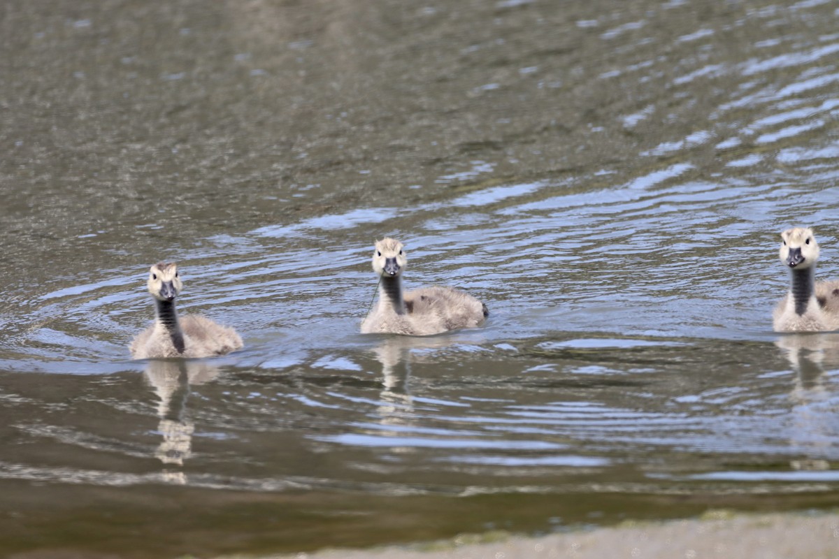 Canada Goose - Nat Smale