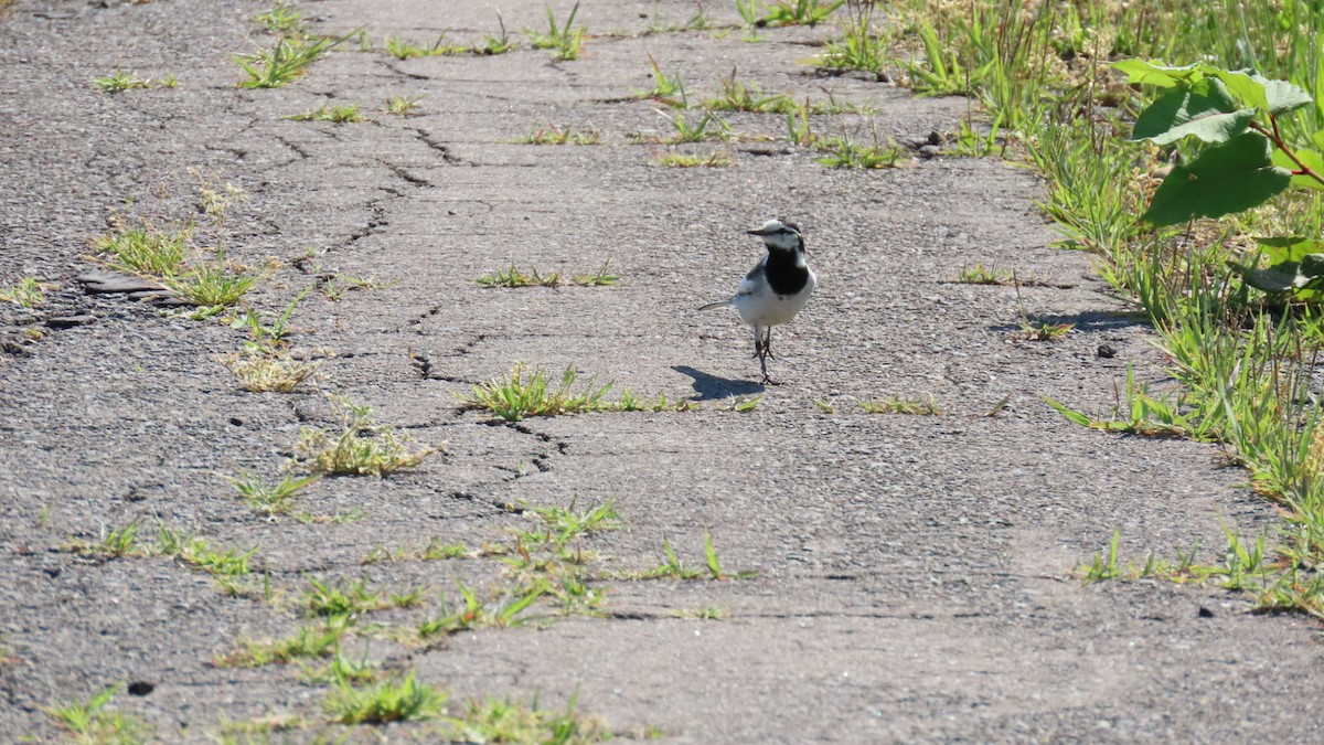 White Wagtail - YUKIKO ISHIKAWA