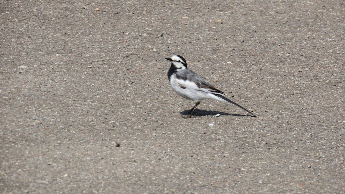 White Wagtail - YUKIKO ISHIKAWA