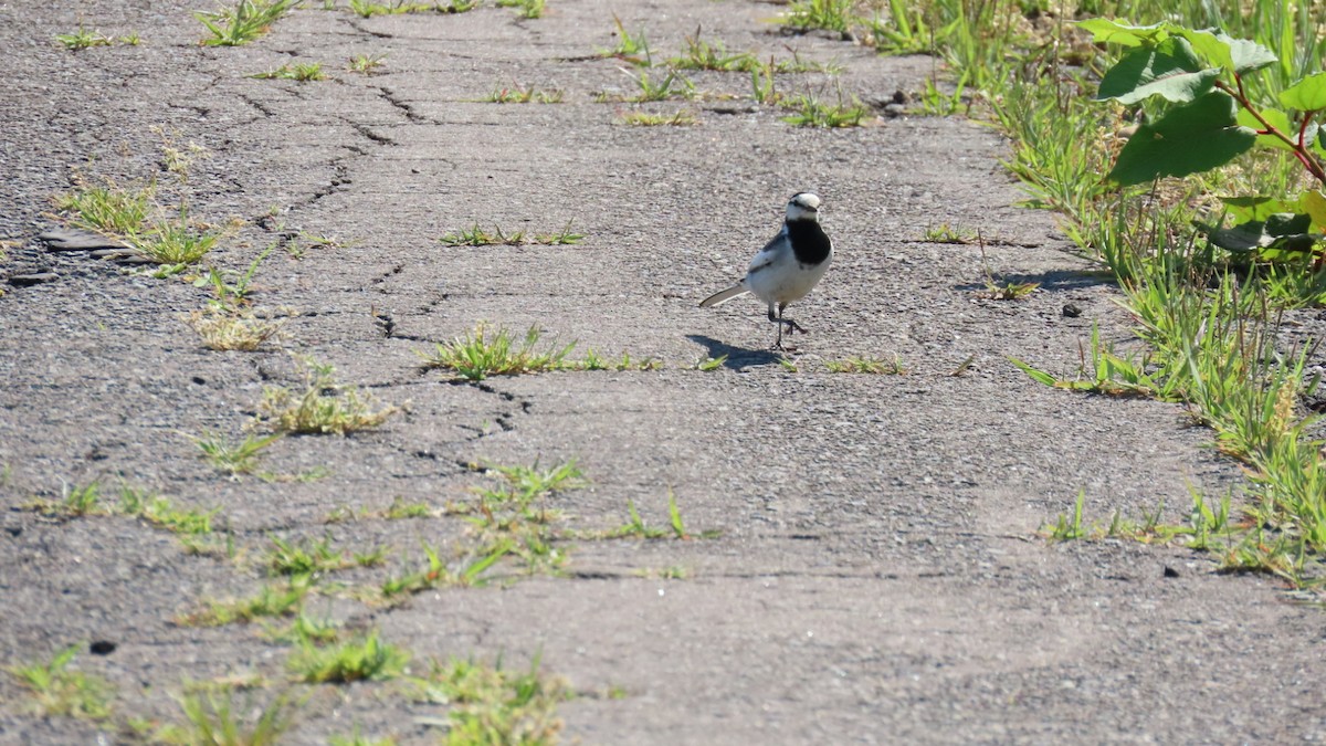 White Wagtail - YUKIKO ISHIKAWA