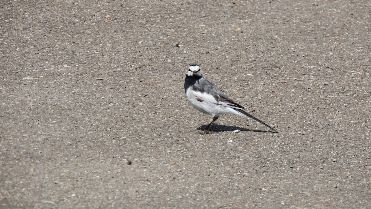 White Wagtail - YUKIKO ISHIKAWA