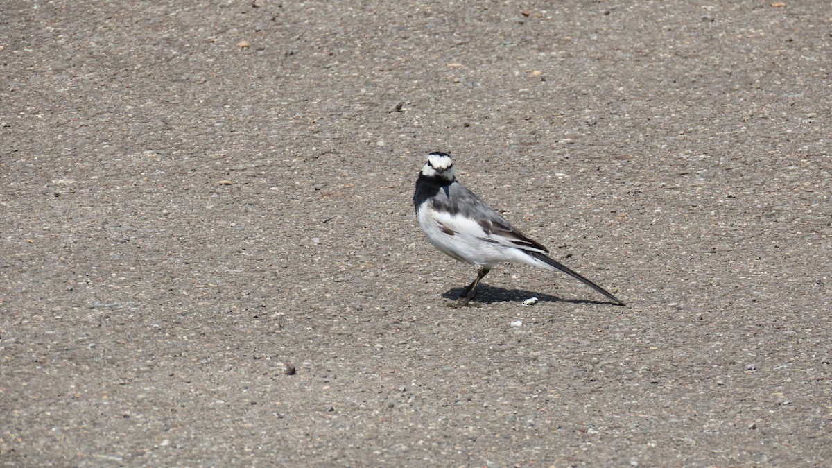 White Wagtail - YUKIKO ISHIKAWA