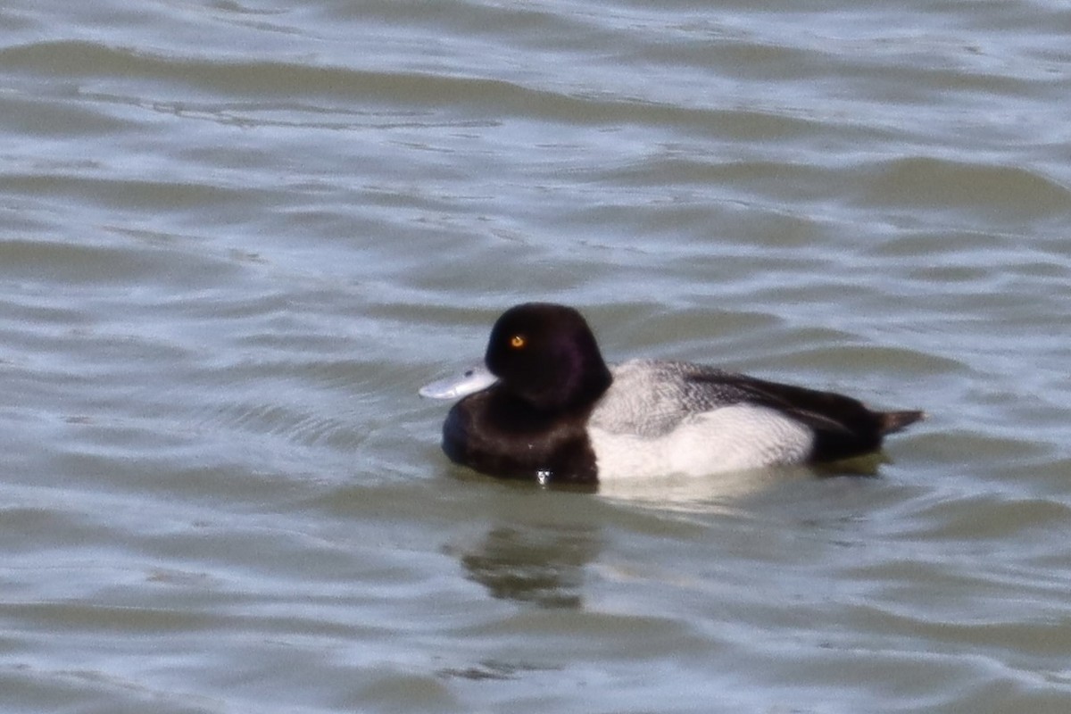 Lesser Scaup - Nat Smale