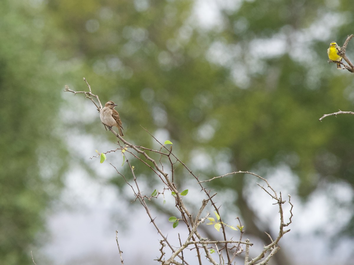 Yellow-throated Bush Sparrow - ML619474735