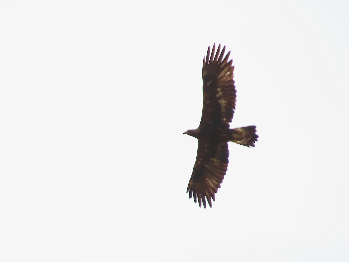 Águila Real - ML619474737