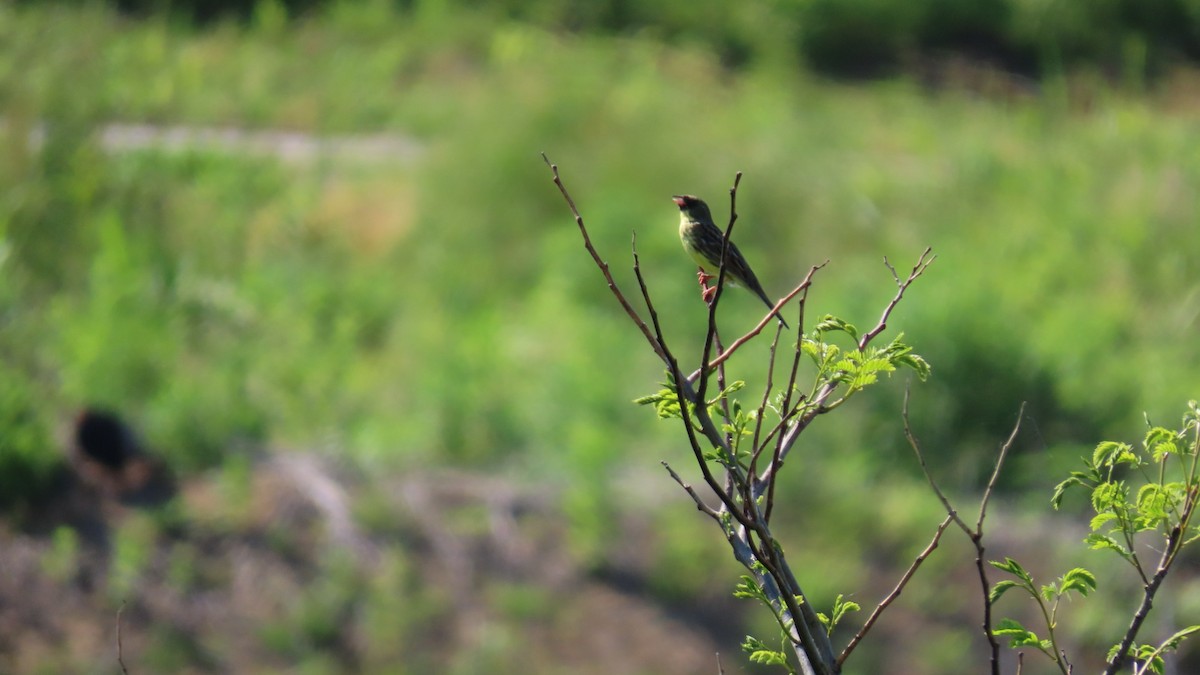 Masked Bunting - YUKIKO ISHIKAWA