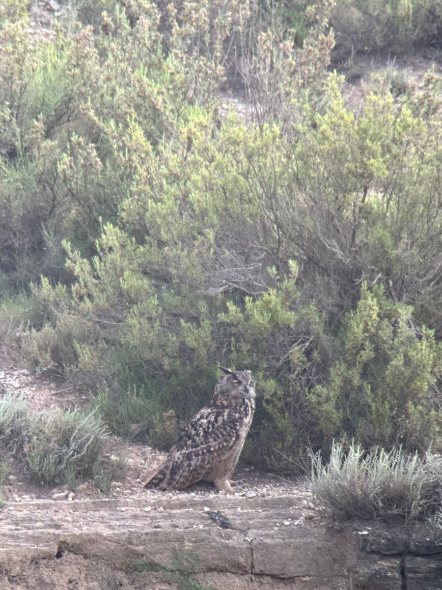 Eurasian Eagle-Owl - ML619474744