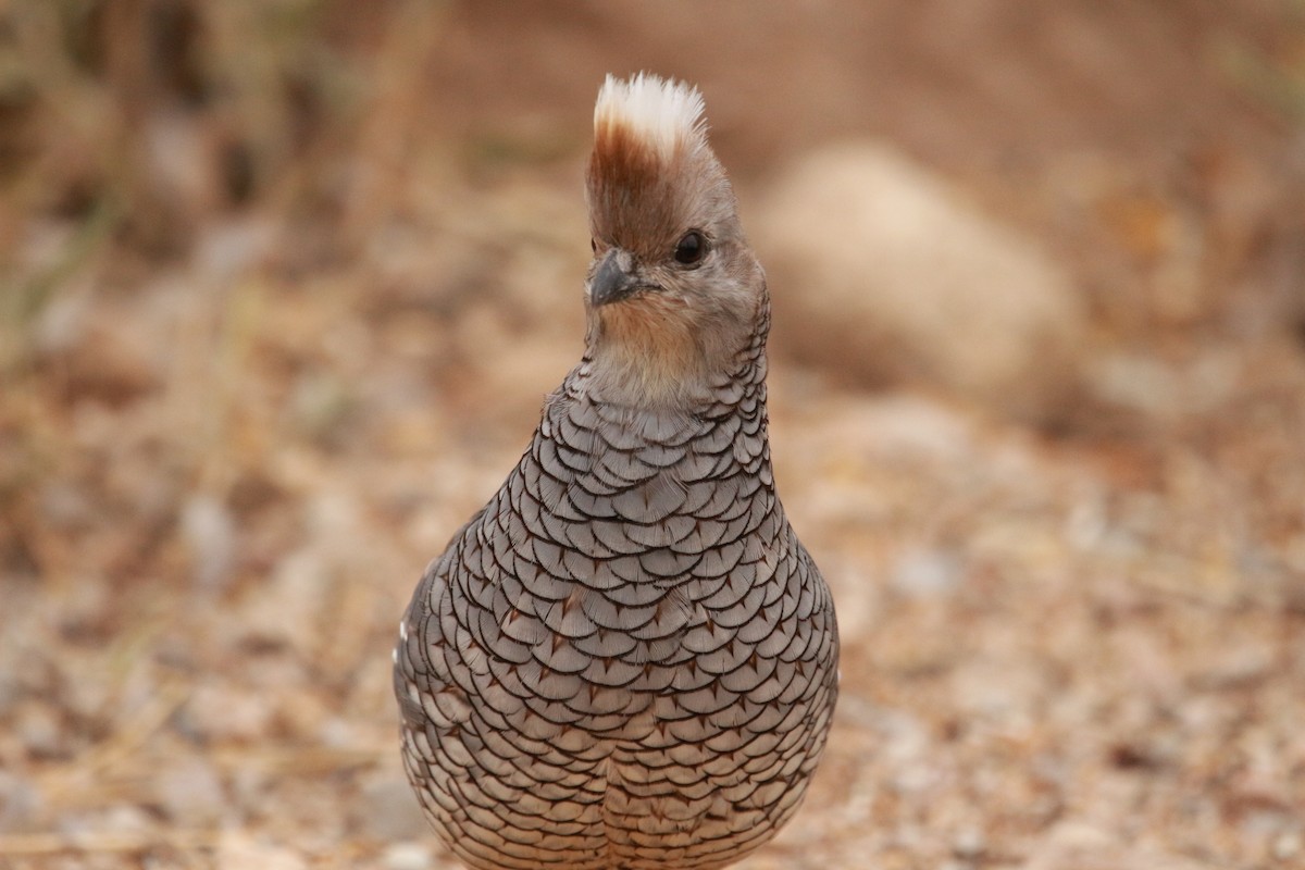 Scaled Quail - Jesse Pline