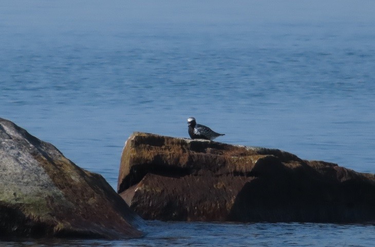 Black-bellied Plover - Katsu Sakuma