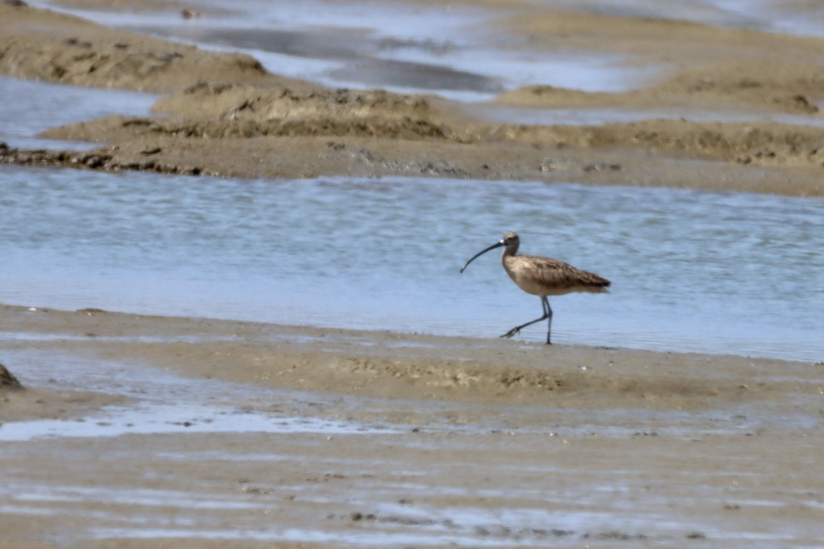 Long-billed Curlew - Nat Smale