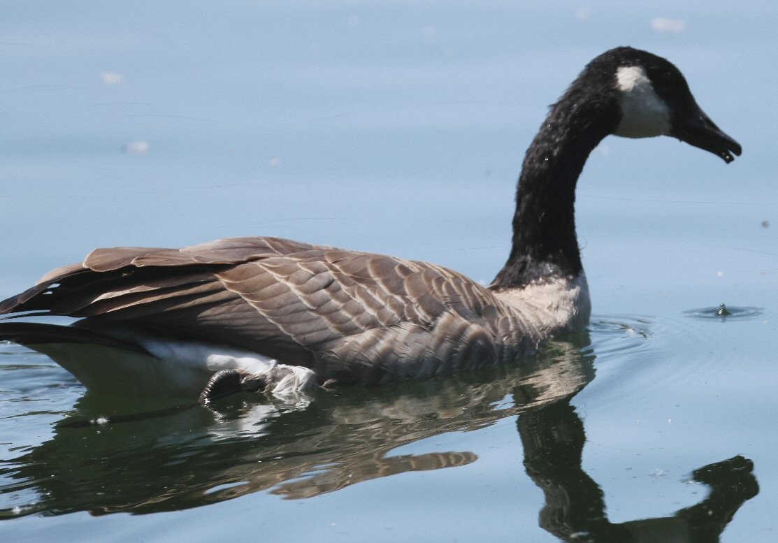 Canada Goose - Vince Folsom