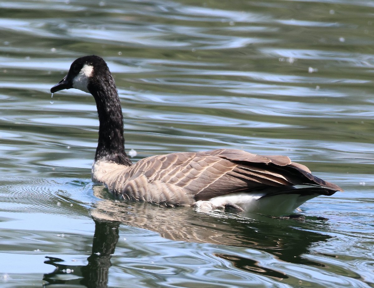 Canada Goose - Vince Folsom