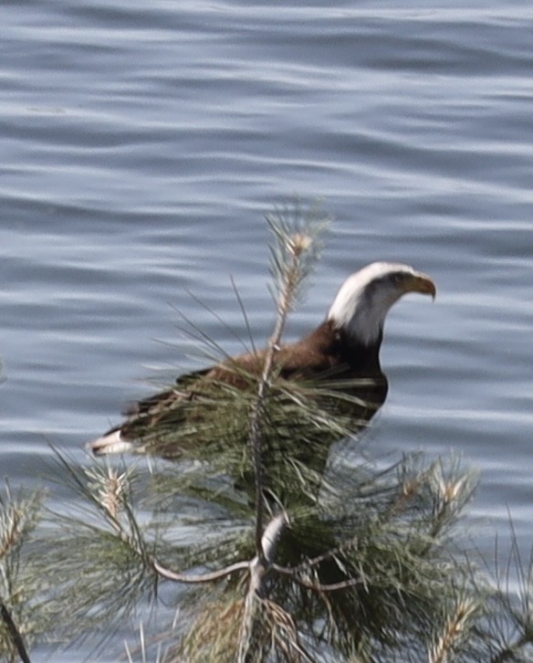 Bald Eagle - Lisa Borges