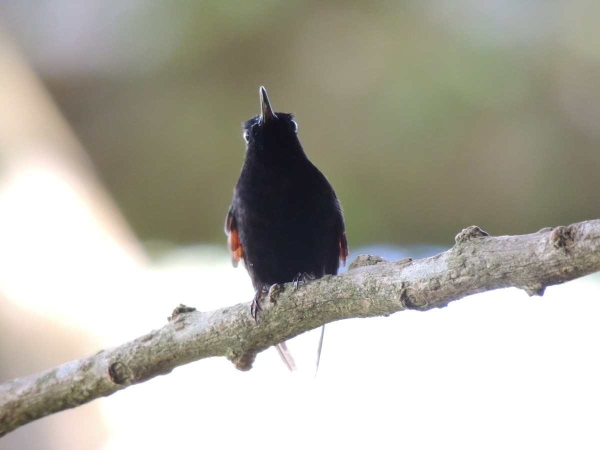 kolibřík kostarický - ML619474765