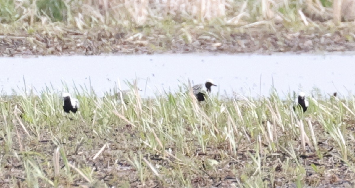 Black-bellied Plover - David Harrington