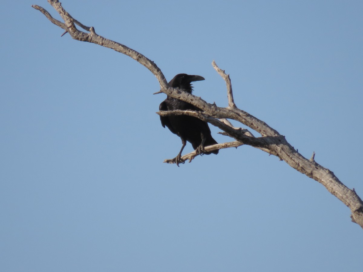 Common Raven - Anonymous