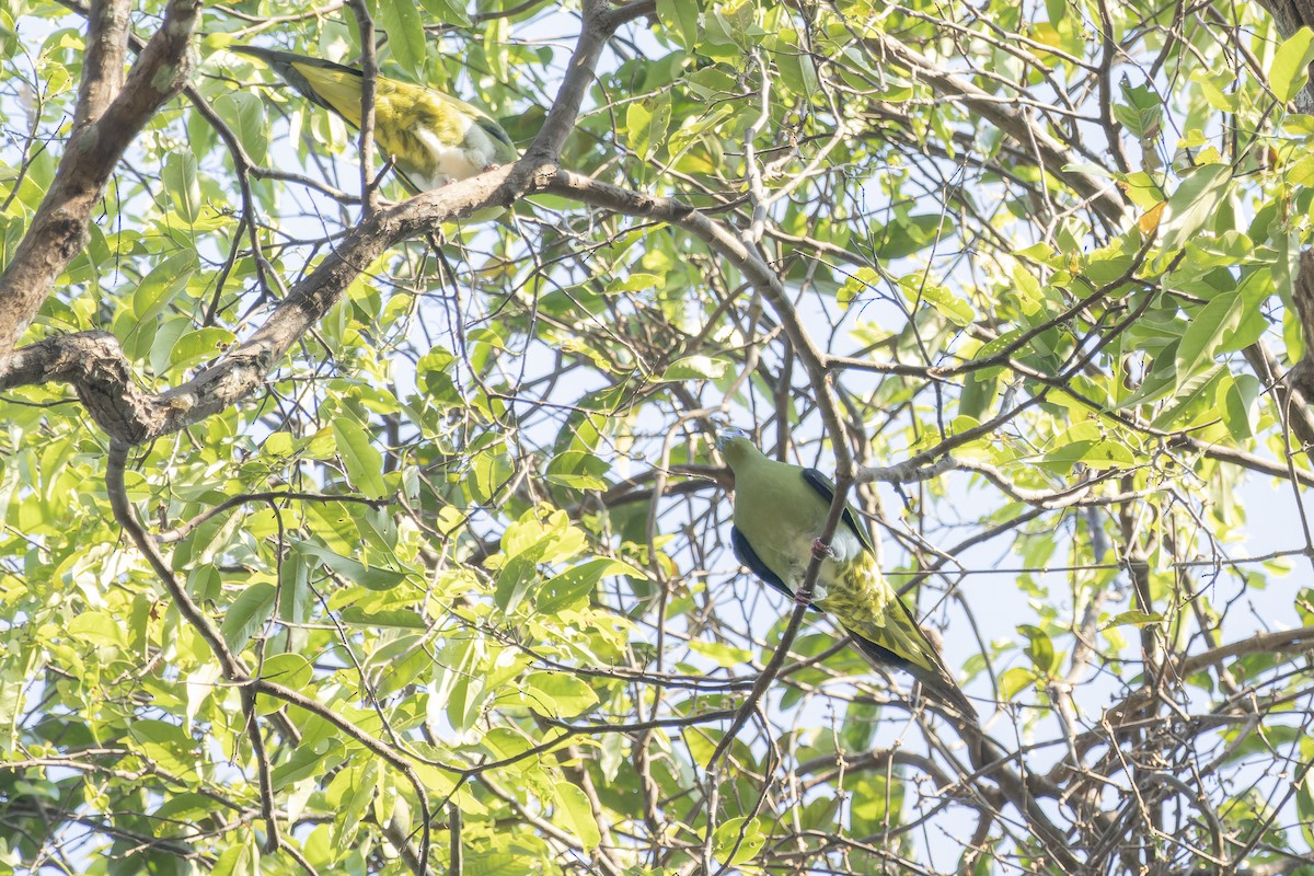 Yellow-vented Green-Pigeon - Muangpai Suetrong