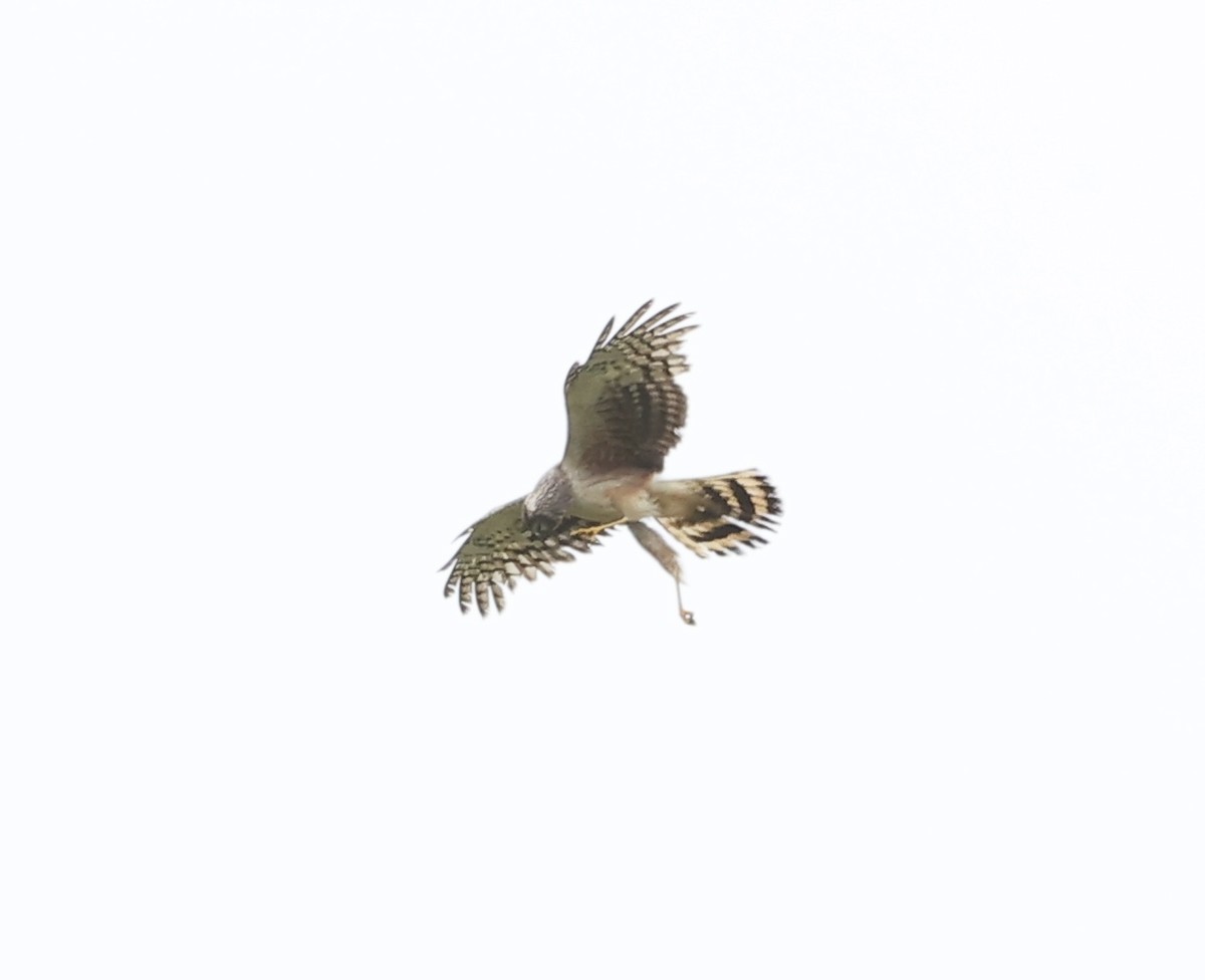 Northern Harrier - Summer Lee