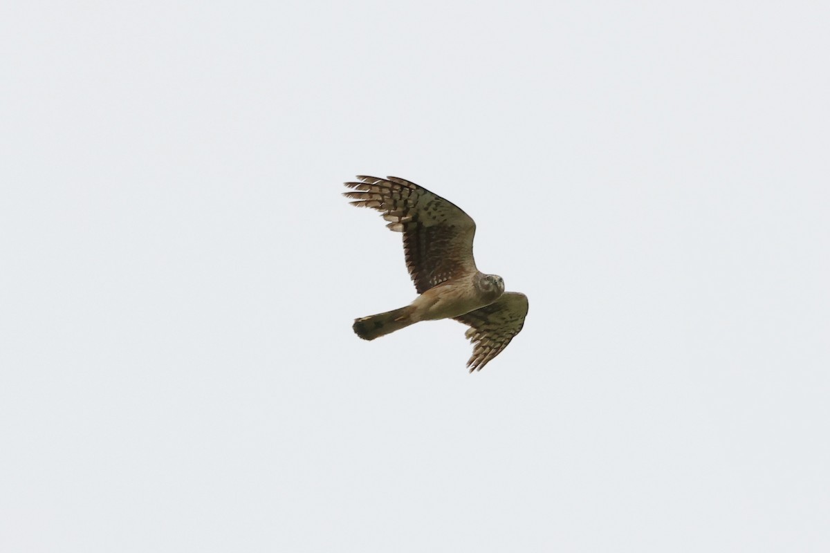 Northern Harrier - ML619474778