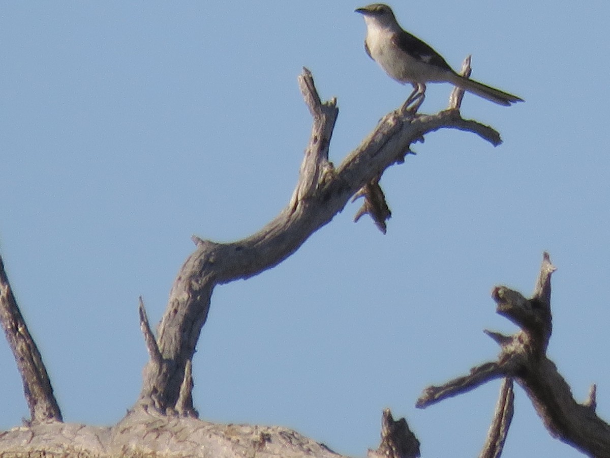 Northern Mockingbird - Anonymous