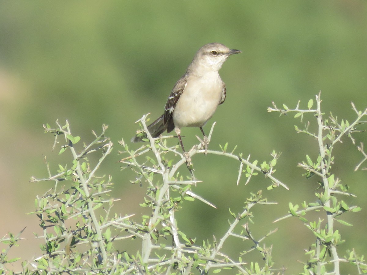 Northern Mockingbird - Anonymous