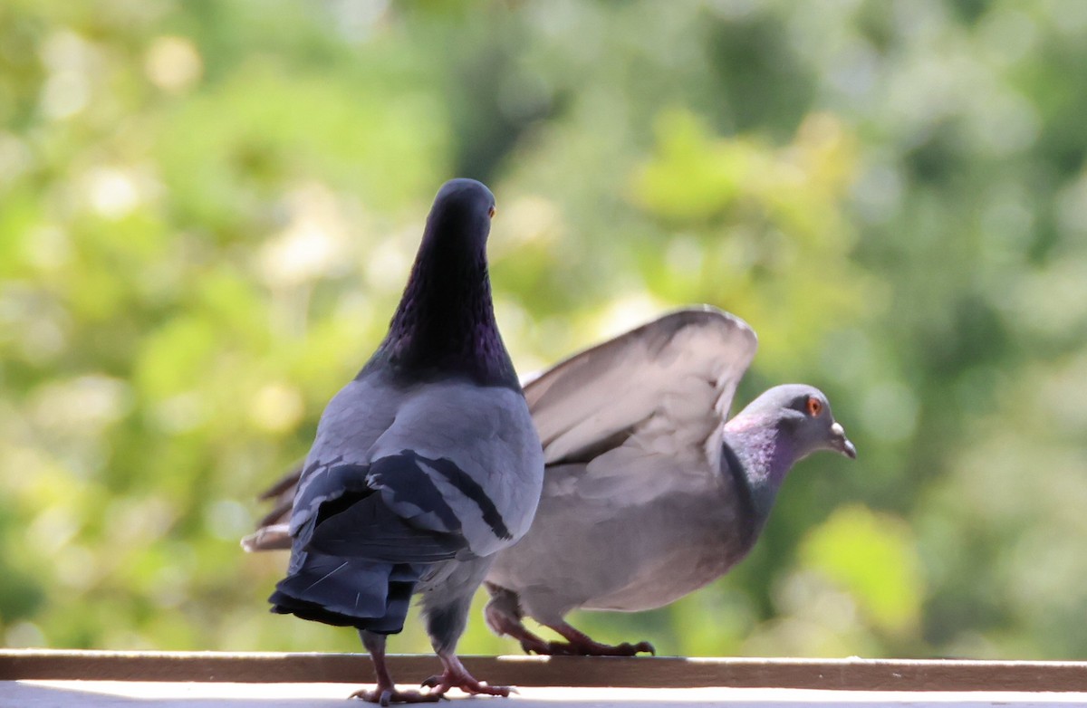 Rock Pigeon (Feral Pigeon) - Vince Folsom