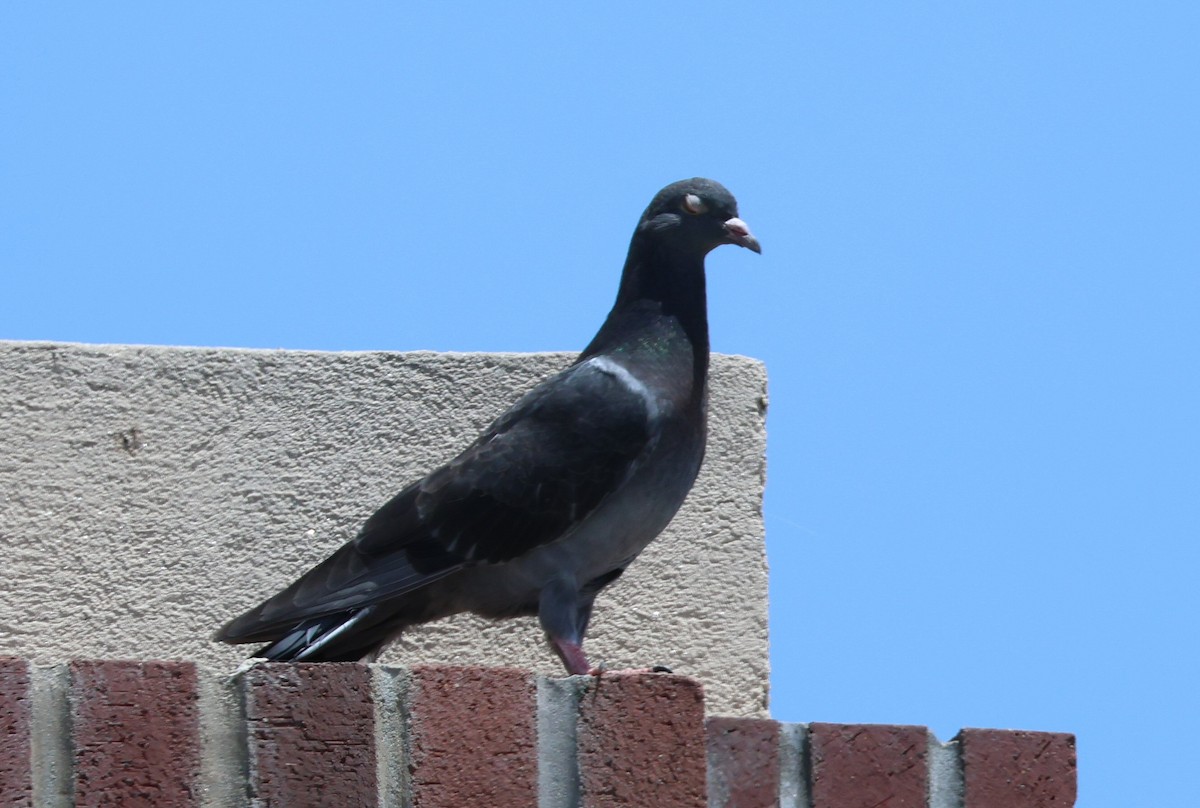 Rock Pigeon (Feral Pigeon) - Vince Folsom