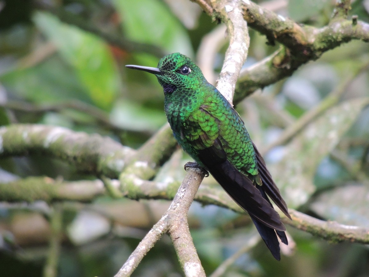 Green-crowned Brilliant - Roger Lambert