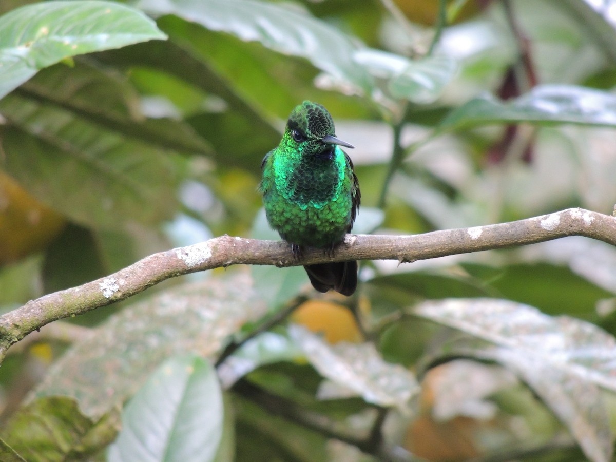 Green-crowned Brilliant - Roger Lambert