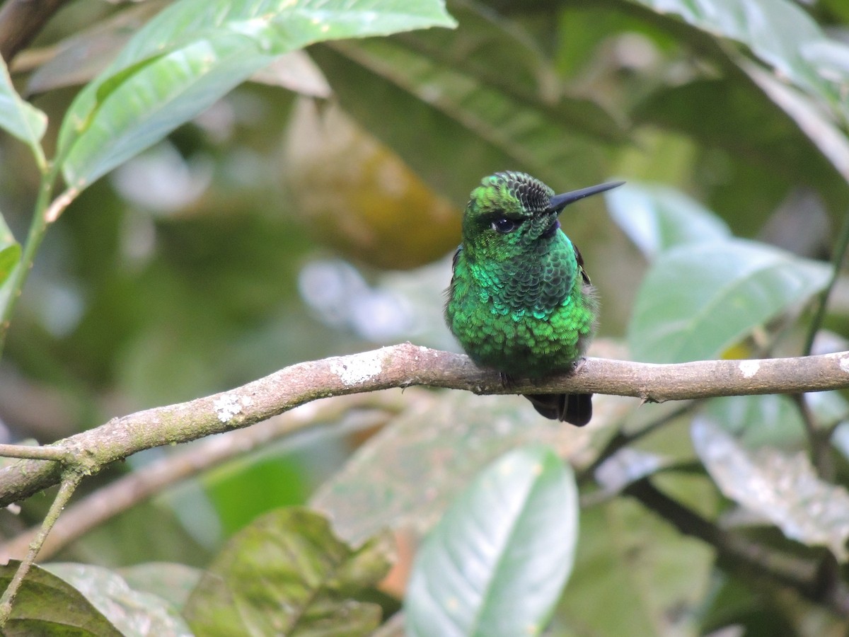 Green-crowned Brilliant - Roger Lambert