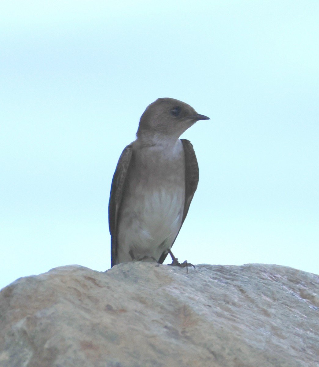 Western Wood-Pewee - Vince Folsom