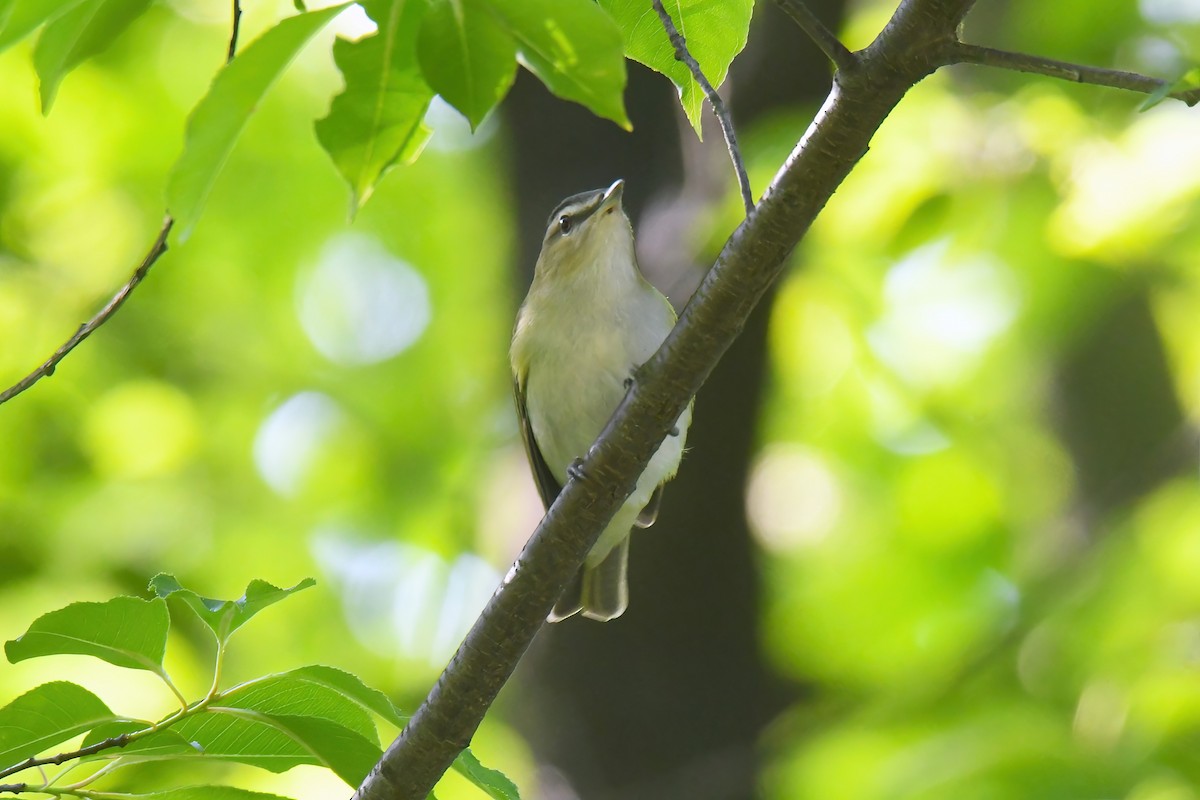 Red-eyed Vireo - ML619474810