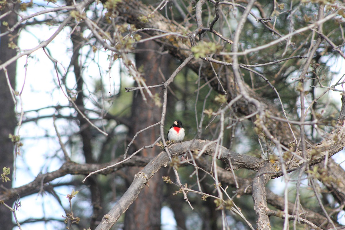 Rose-breasted Grosbeak - Phyllis Kegley