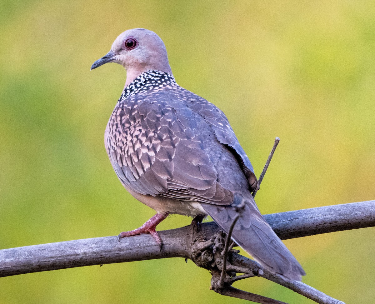 Spotted Dove - Jagdish Jatiya