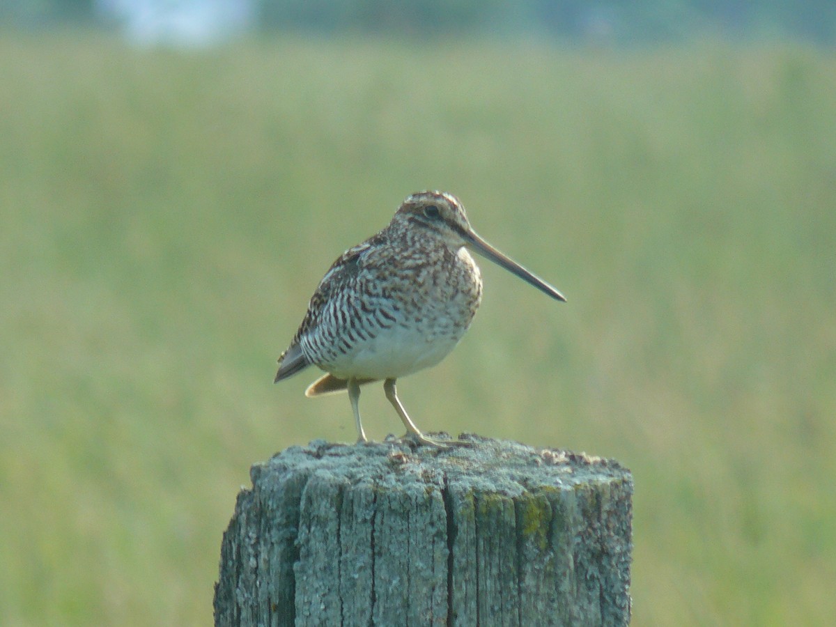 Wilson's Snipe - Bruce Johnson