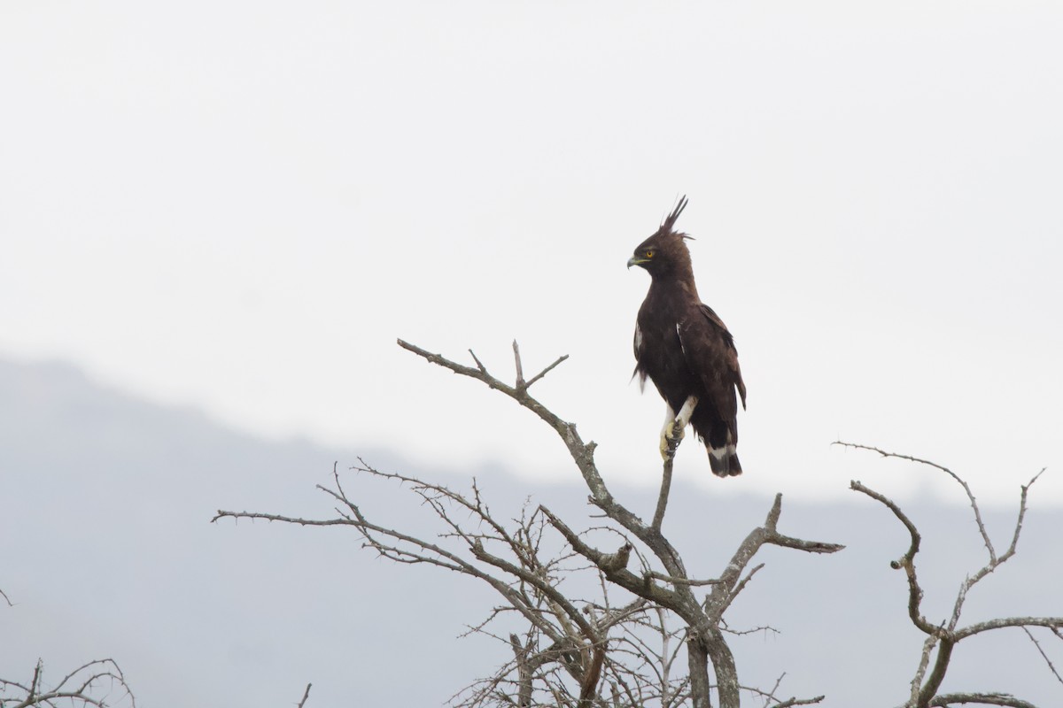 Long-crested Eagle - Nick Leiby