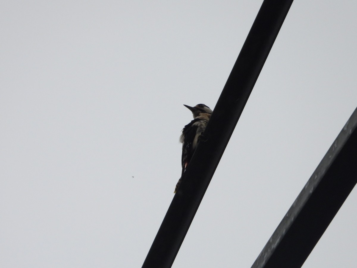 Great Spotted Woodpecker - ML619474817