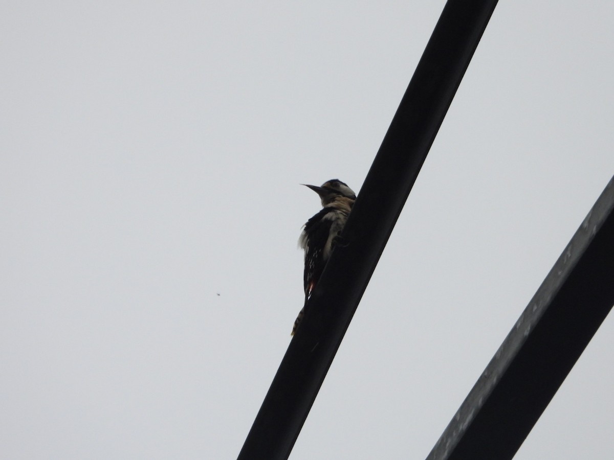 Great Spotted Woodpecker - ML619474818