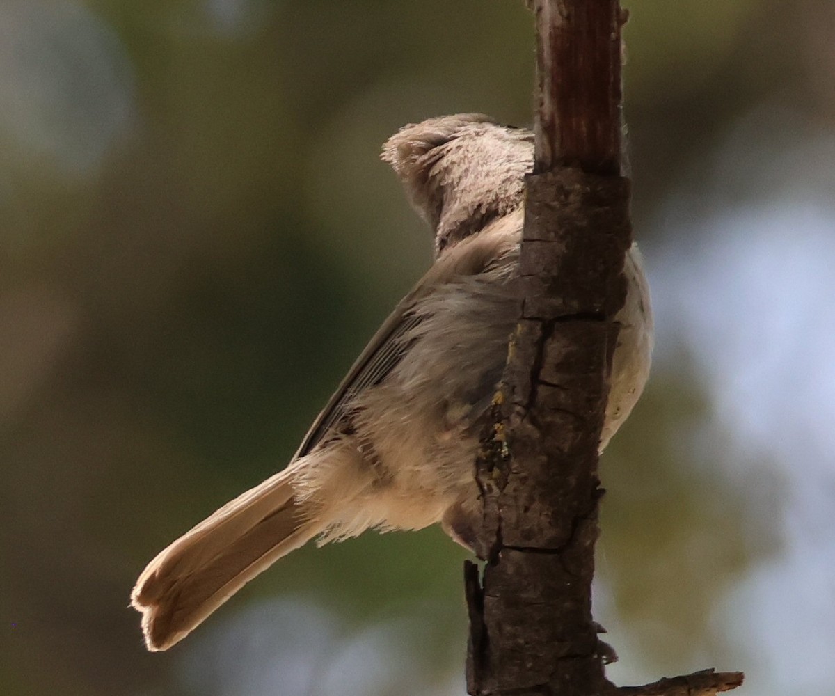 Oak Titmouse - Vince Folsom