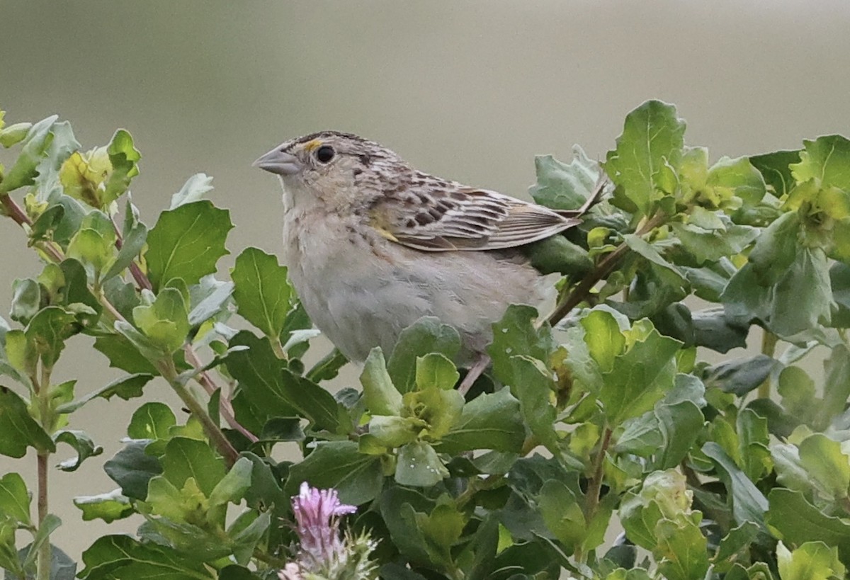 Grasshopper Sparrow - Summer Lee