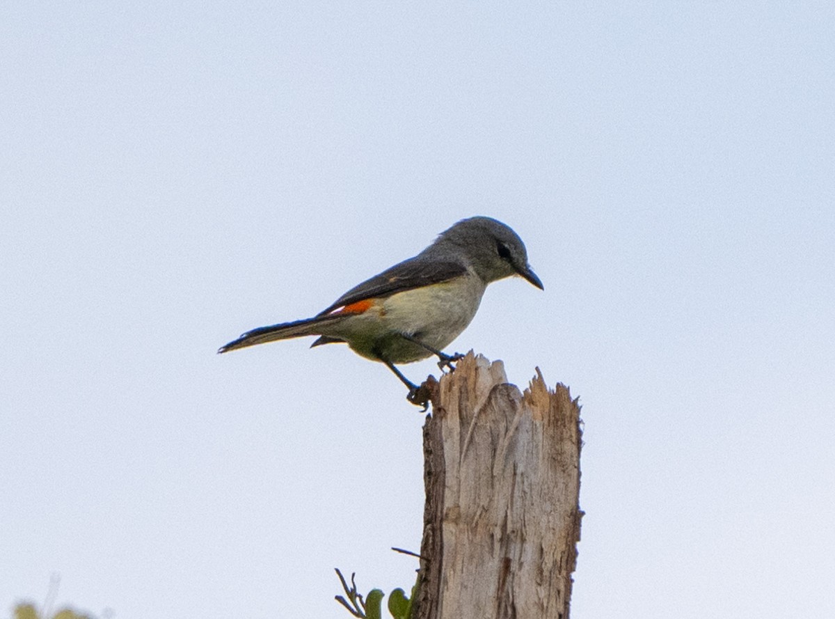 Small Minivet - Jagdish Jatiya