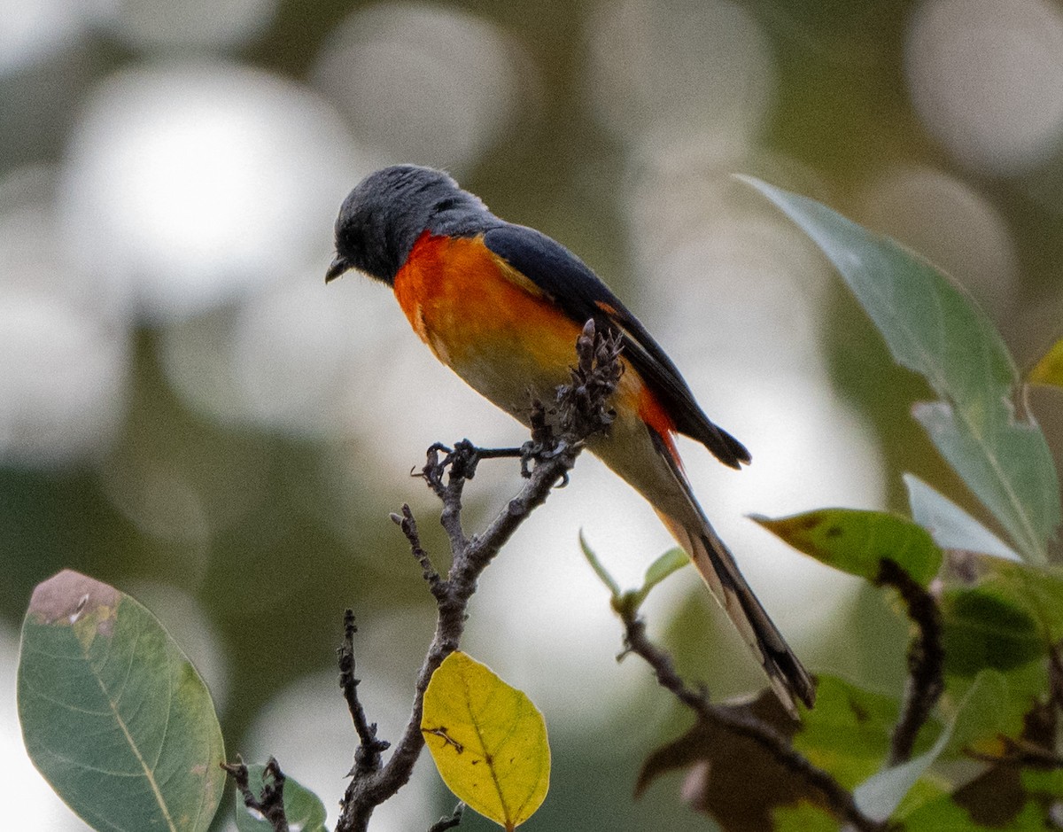 Small Minivet - Jagdish Jatiya