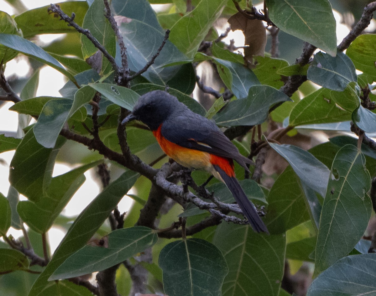 Small Minivet - Jagdish Jatiya