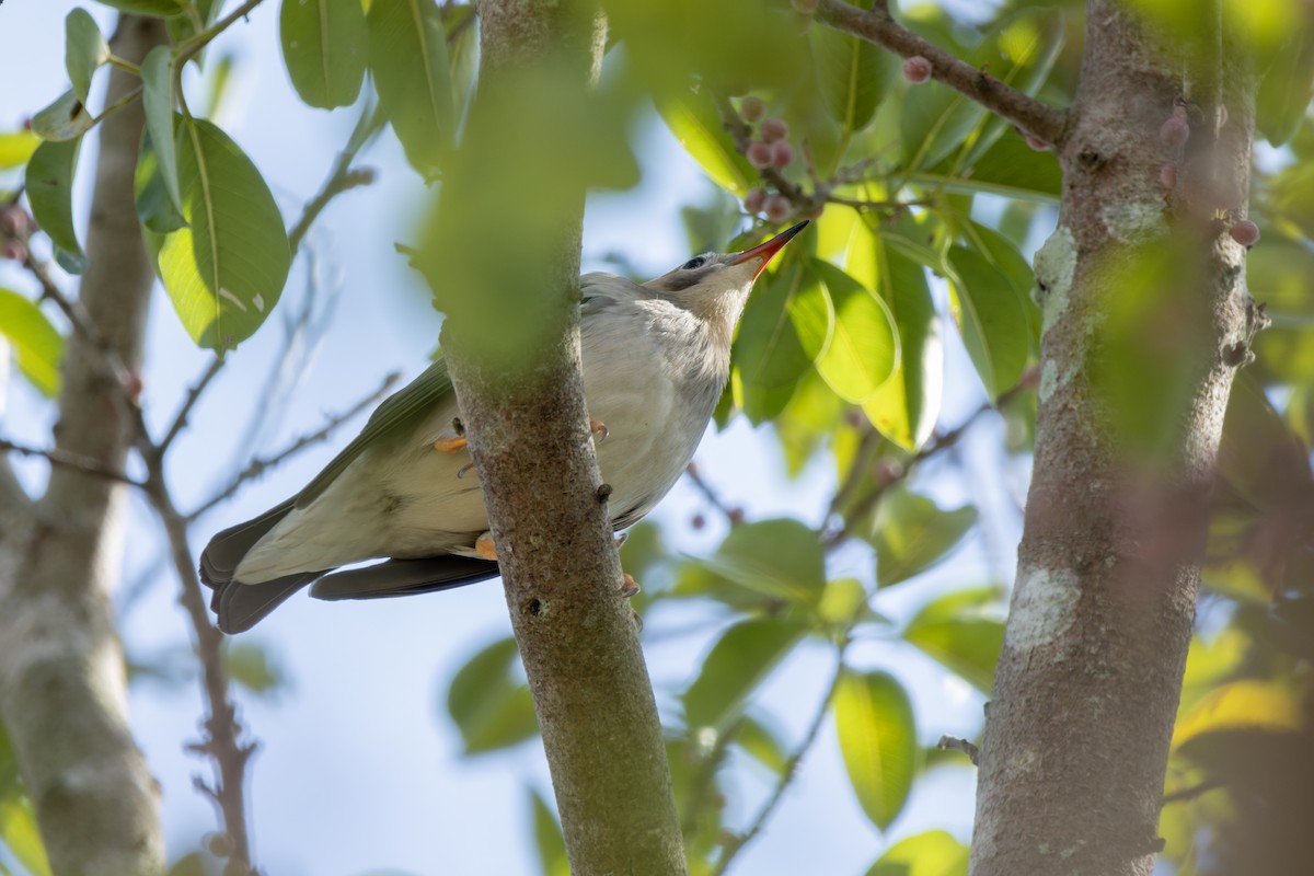 Red-billed Starling - Muangpai Suetrong