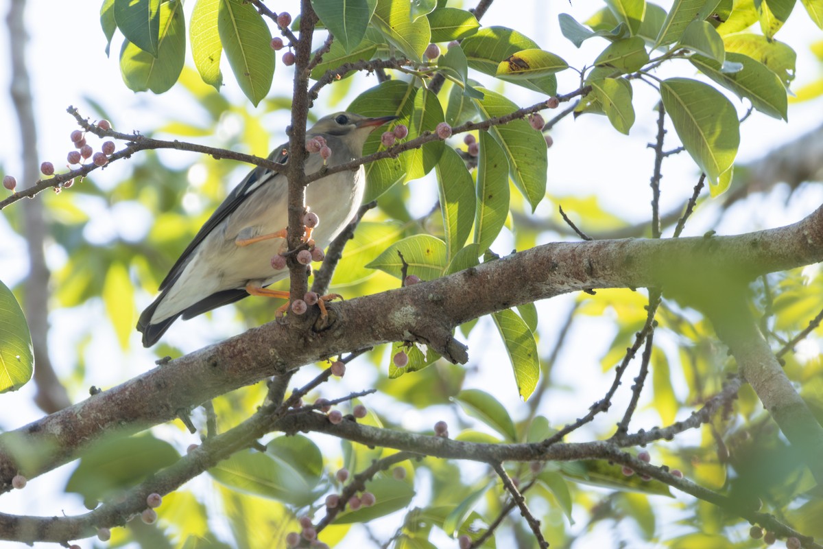 Red-billed Starling - Muangpai Suetrong