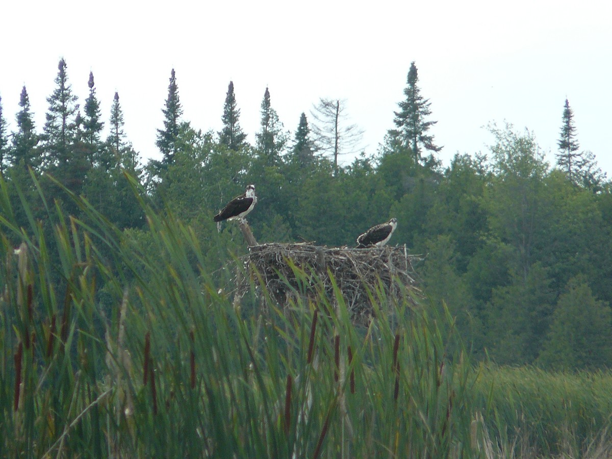 Osprey - Bruce Johnson