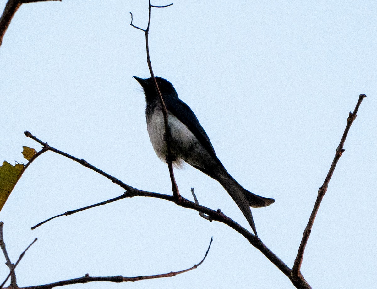 White-bellied Drongo - Jagdish Jatiya