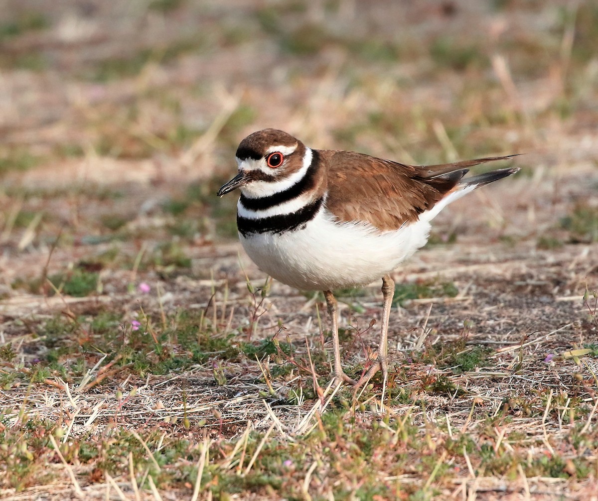 Killdeer - Mark  Ludwick