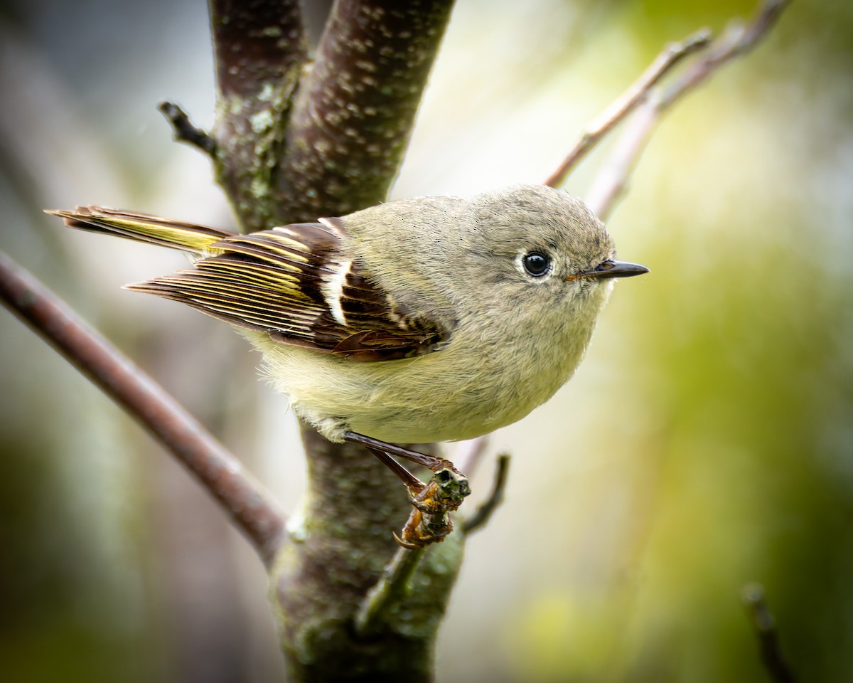 Ruby-crowned Kinglet - Mark Sawyer