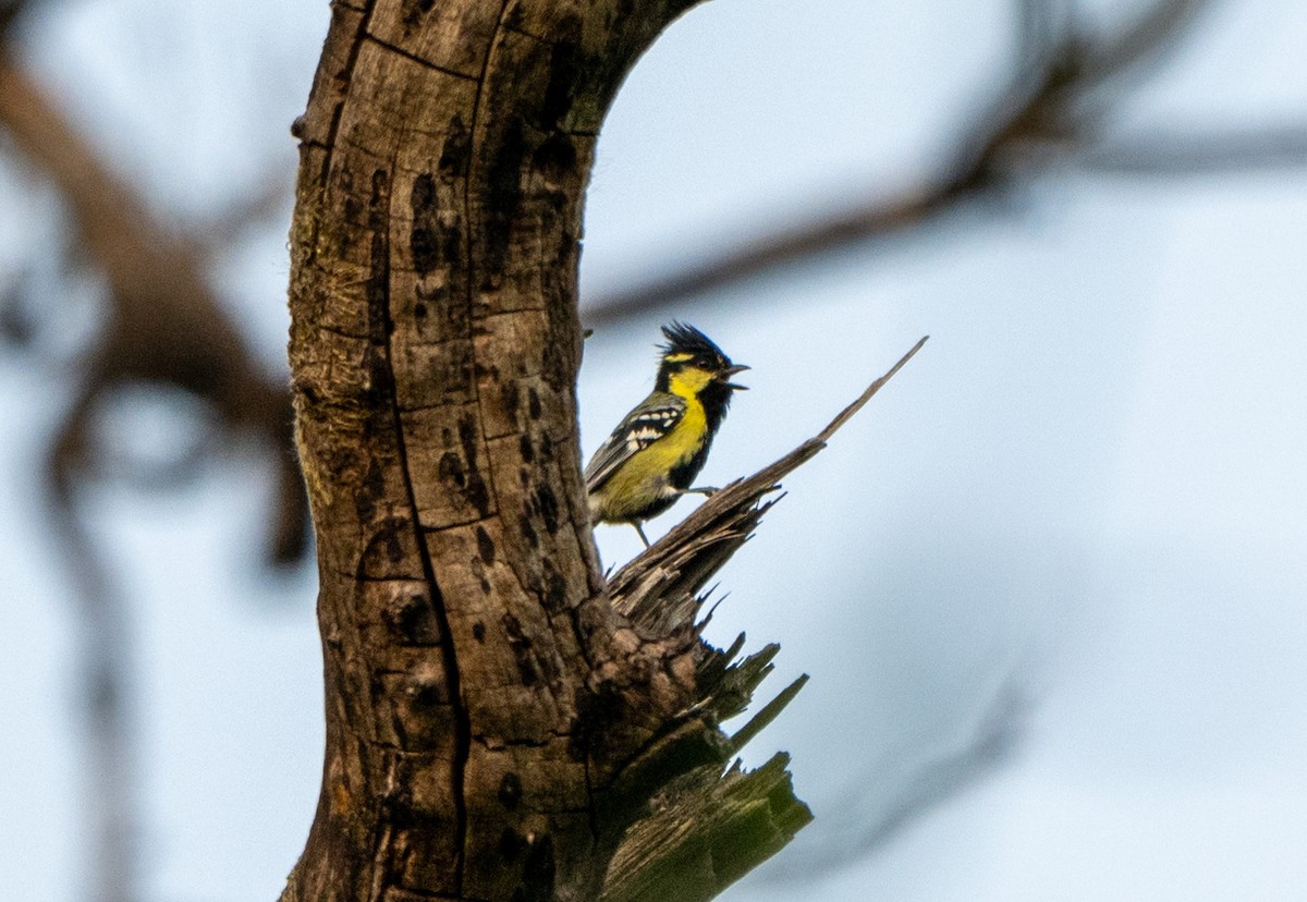 Indian Yellow Tit - Jagdish Jatiya